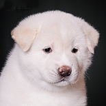 Фото 3 - Продажа щенков Американской Акиты Argus Iz Doma Samuraya