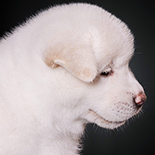 Фото 6 - Продажа щенков Американской Акиты Argus Iz Doma Samuraya