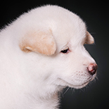 Фото 6 - Продажа щенков Американской Акиты Agata Iz Doma Samuraya