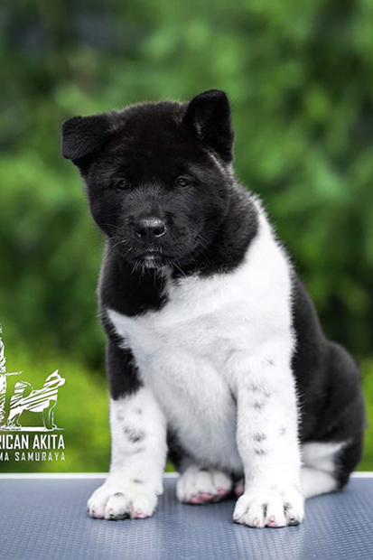 Фото 1 - Продажа щенков Американской Акиты Vizion Iz Doma Samuraya